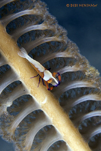 Emperor Shrimp on a Seapen. 60mm +2 diopter by Debi Henshaw 